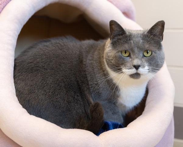 Enlarge SAMANTHA, a Adoptable Domestic Short Hair in Leesburg, VA image 1/1