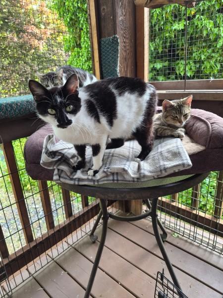 Daisy Mae, an adopted Domestic Short Hair in Springfield, OR image 3/3