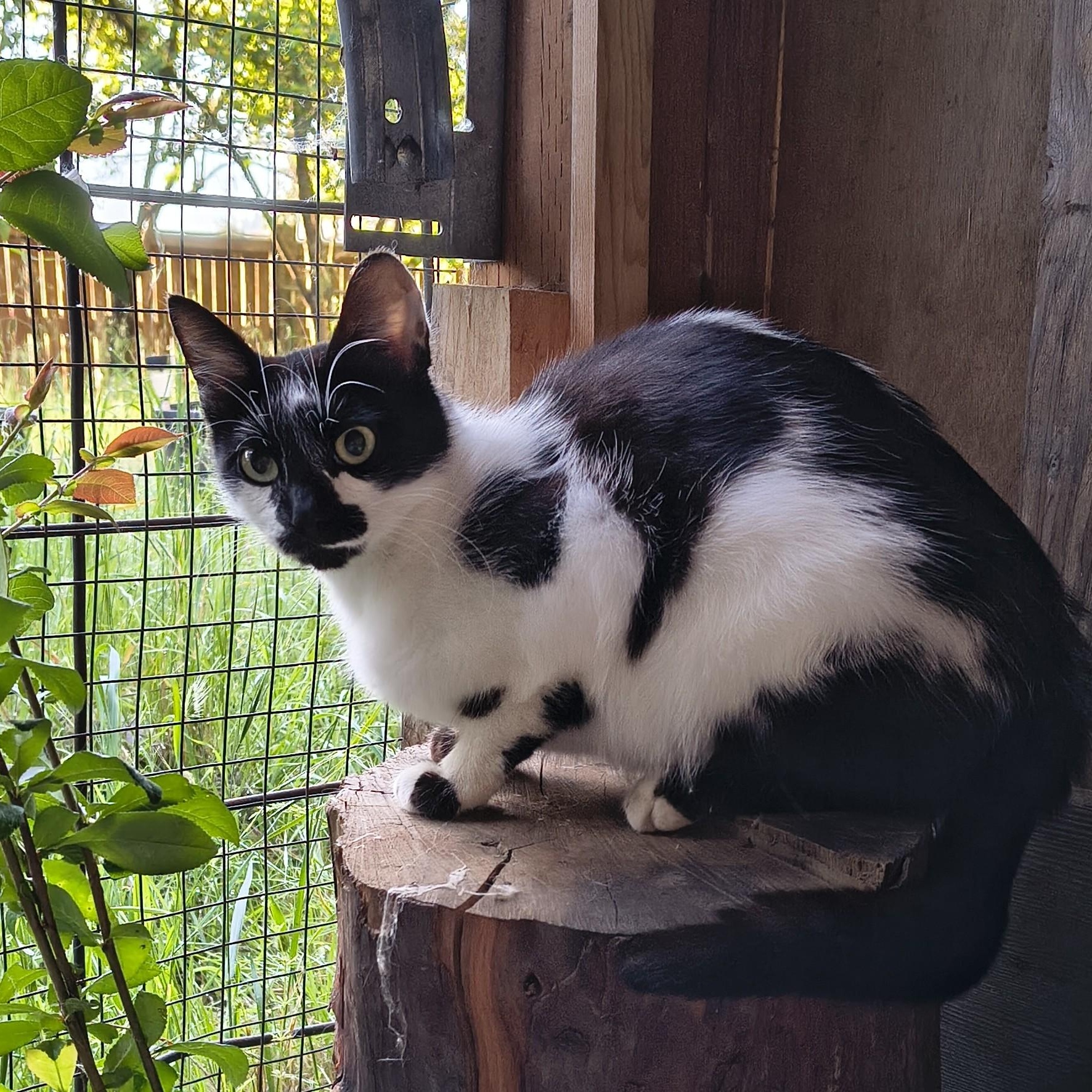 Daisy Mae, adopted, Young Female Domestic Short Hair.