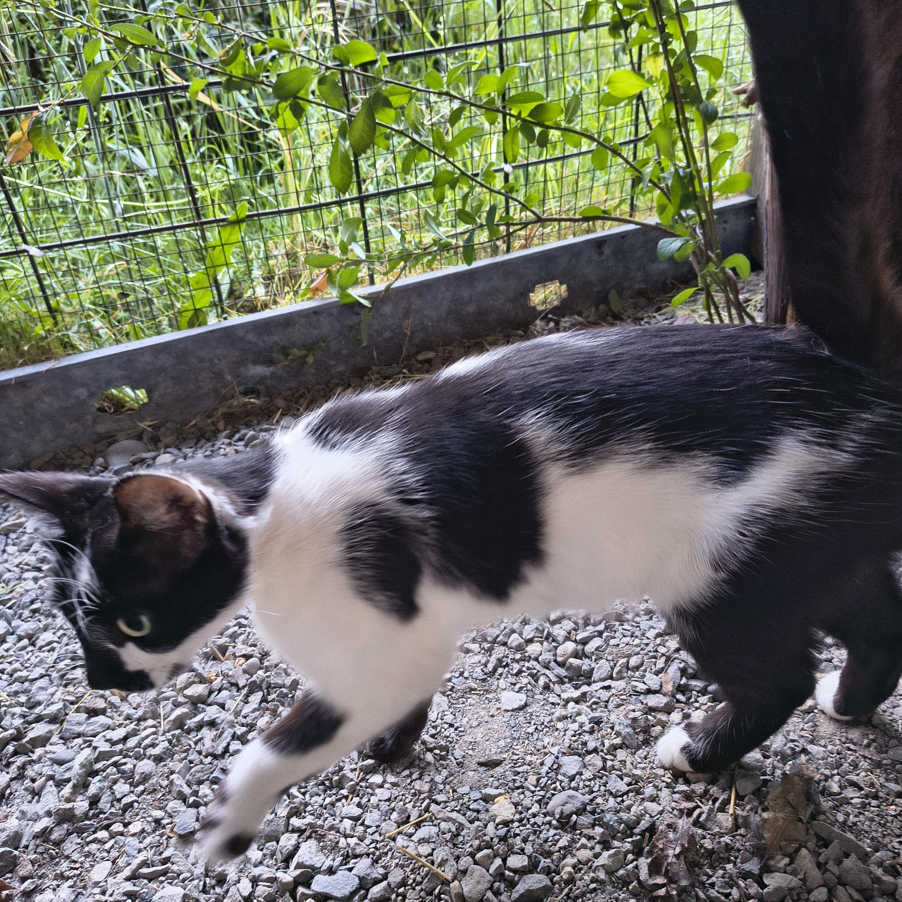 Daisy Mae, an adopted Domestic Short Hair in Springfield, OR image 2/3