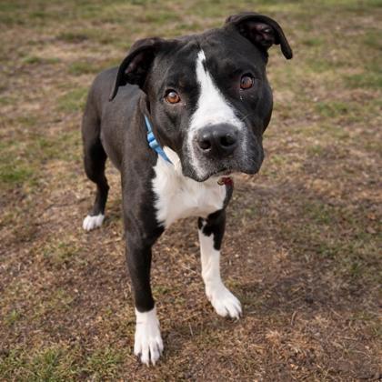 Enlarge Troy, a Adoptable mixed breed in Merriam, KS image 1/1
