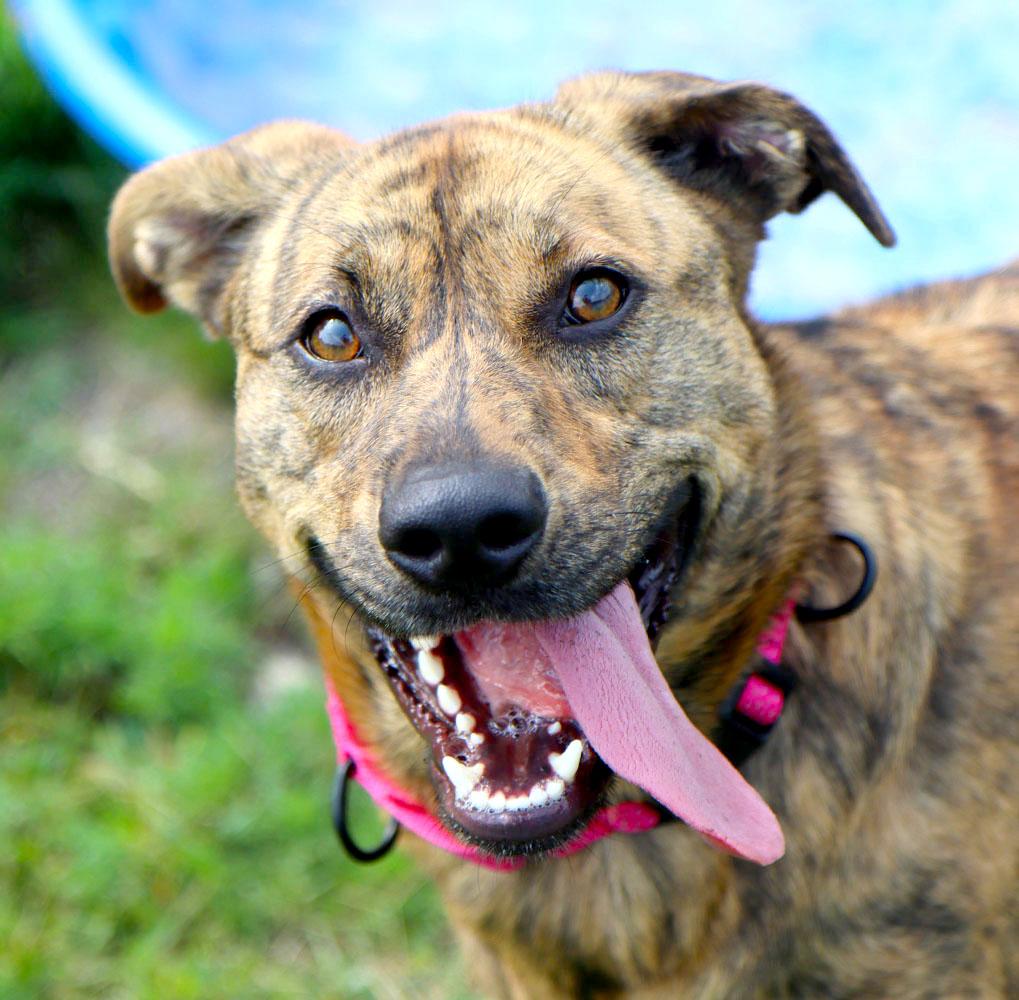 Enlarge Mallory (AO37106), a Adoptable mixed breed in Kansas City, KS image 2/6