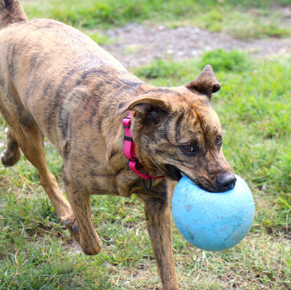 Enlarge Mallory (AO37106), a Adoptable mixed breed in Kansas City, KS image 5/6