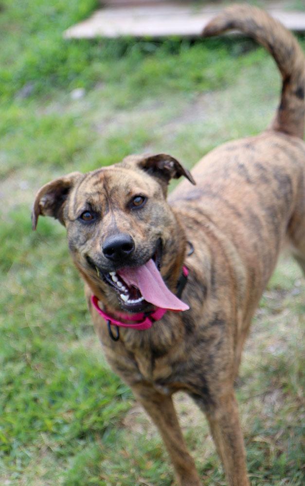 Enlarge Mallory (AO37106), a Adoptable mixed breed in Kansas City, KS image 6/6
