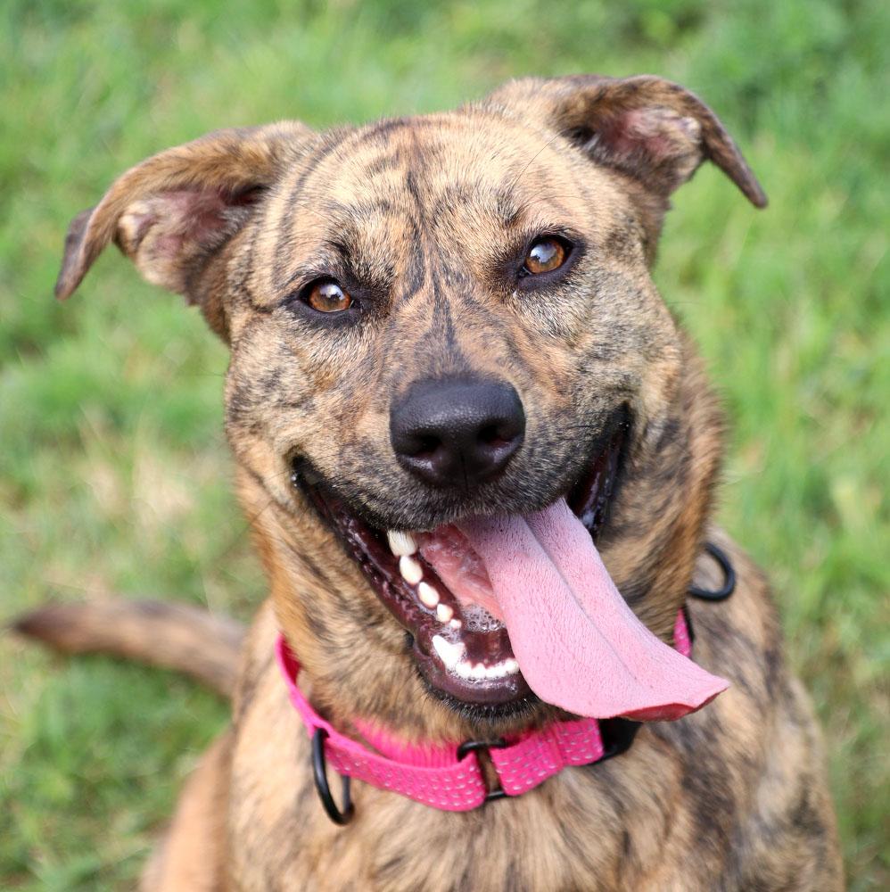 Enlarge Mallory (AO37106), a Adoptable mixed breed in Kansas City, KS image 1/6