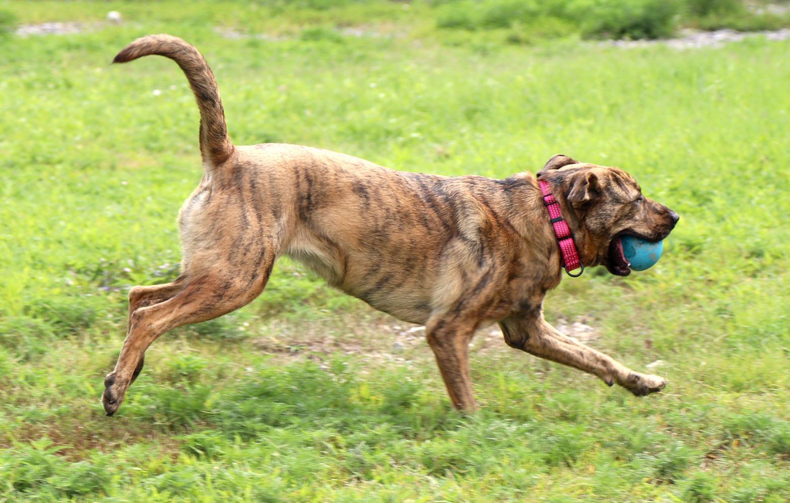 Enlarge Mallory (AO37106), a Adoptable mixed breed in Kansas City, KS image 4/6