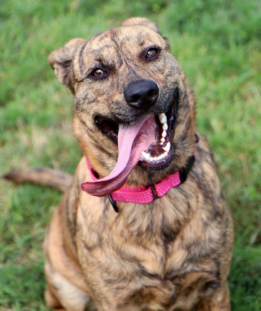 Enlarge Mallory (AO37106), a Adoptable mixed breed in Kansas City, KS image 3/6