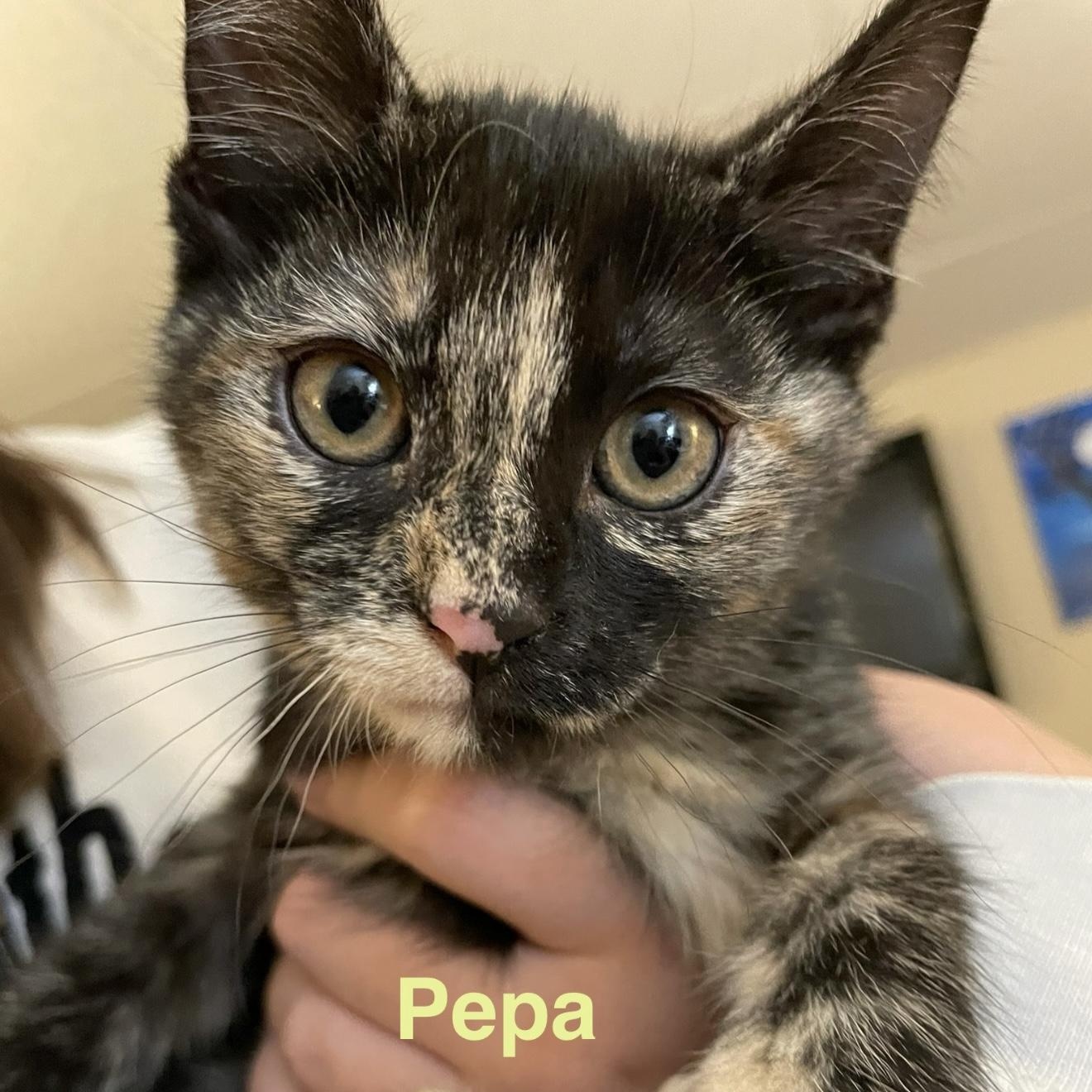 Pepa, Baby Female Domestic Short Hair