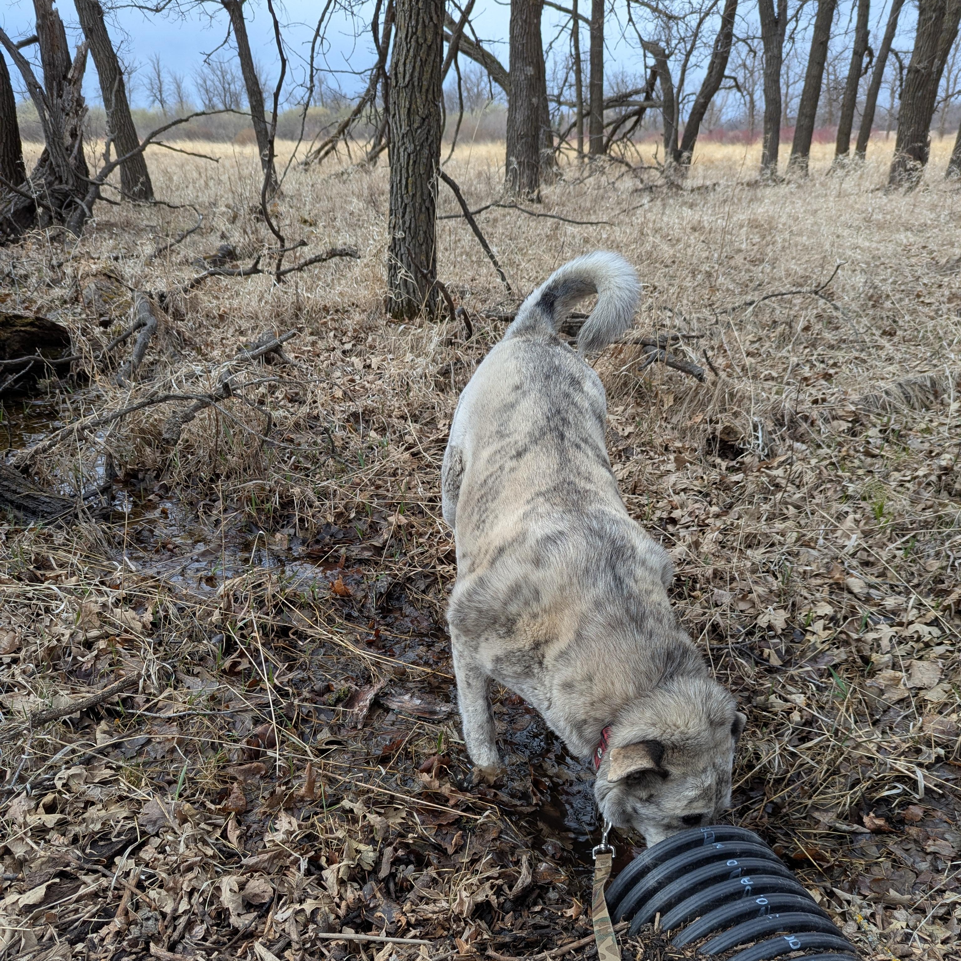 Enlarge Ollie, a ADOPTABLE Mixed Breed in Morden, MB image 4/6