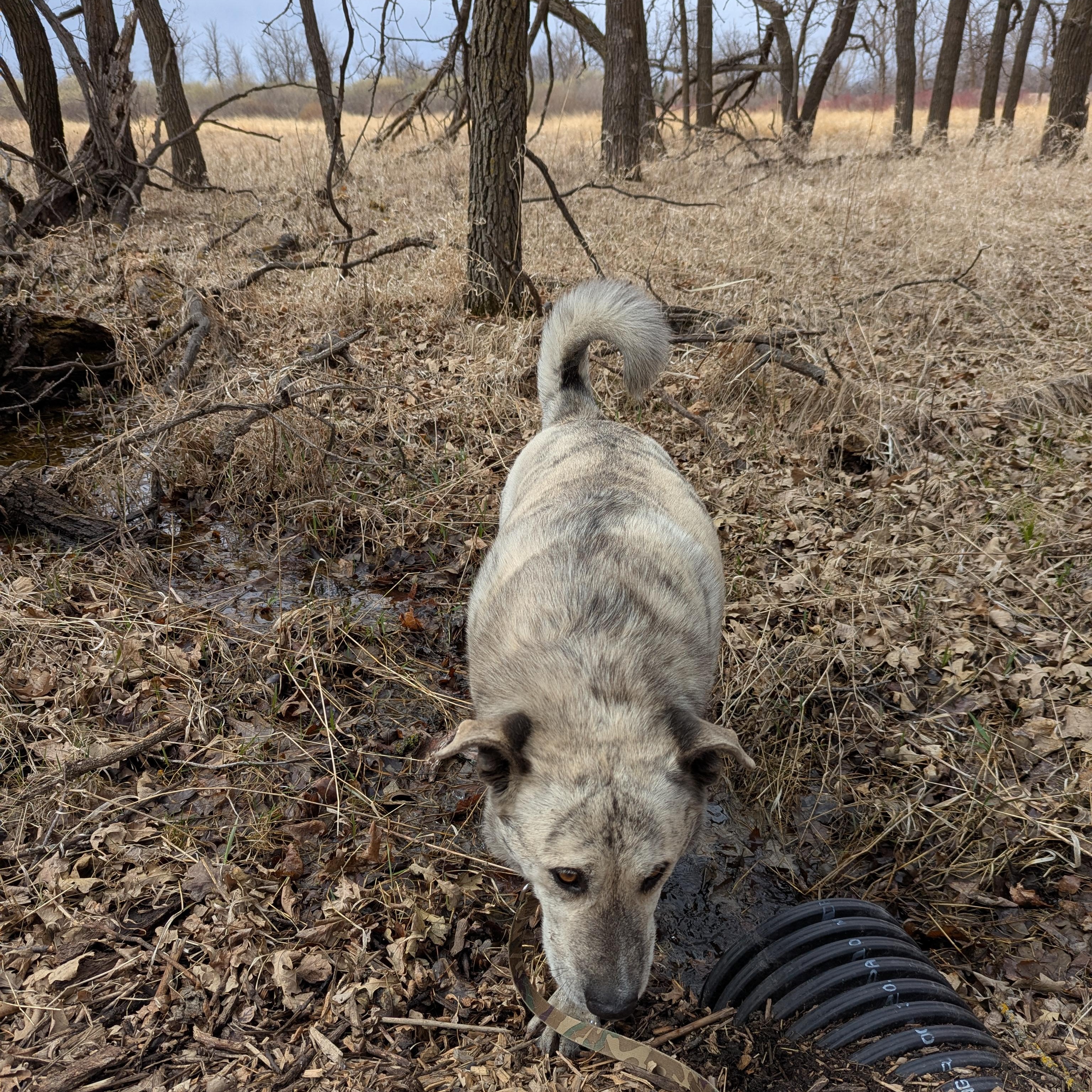 Enlarge Ollie, a ADOPTABLE Mixed Breed in Morden, MB image 5/6