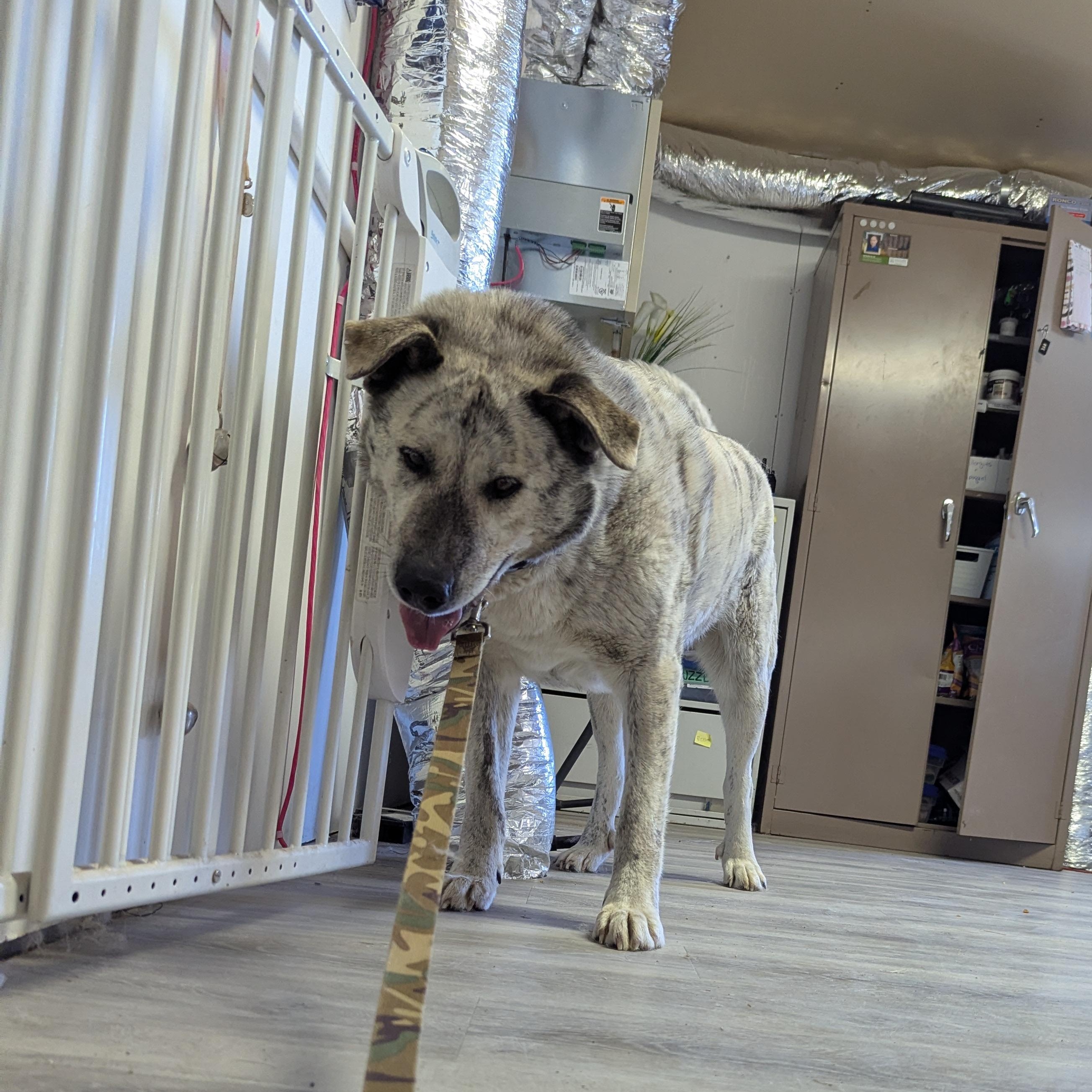 Enlarge Ollie, a ADOPTABLE Mixed Breed in Morden, MB image 6/6