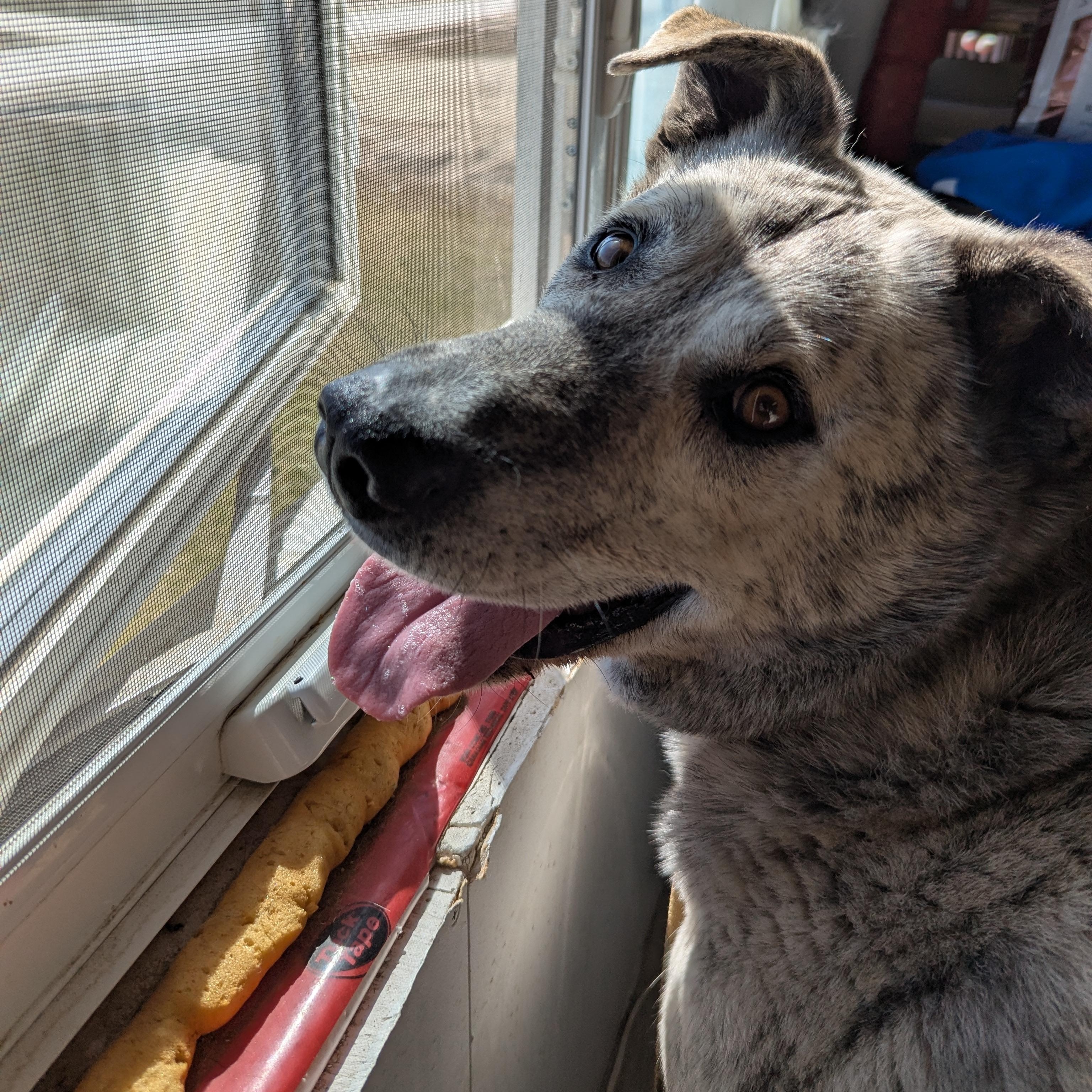 Enlarge Ollie, a ADOPTABLE Mixed Breed in Morden, MB image 1/6