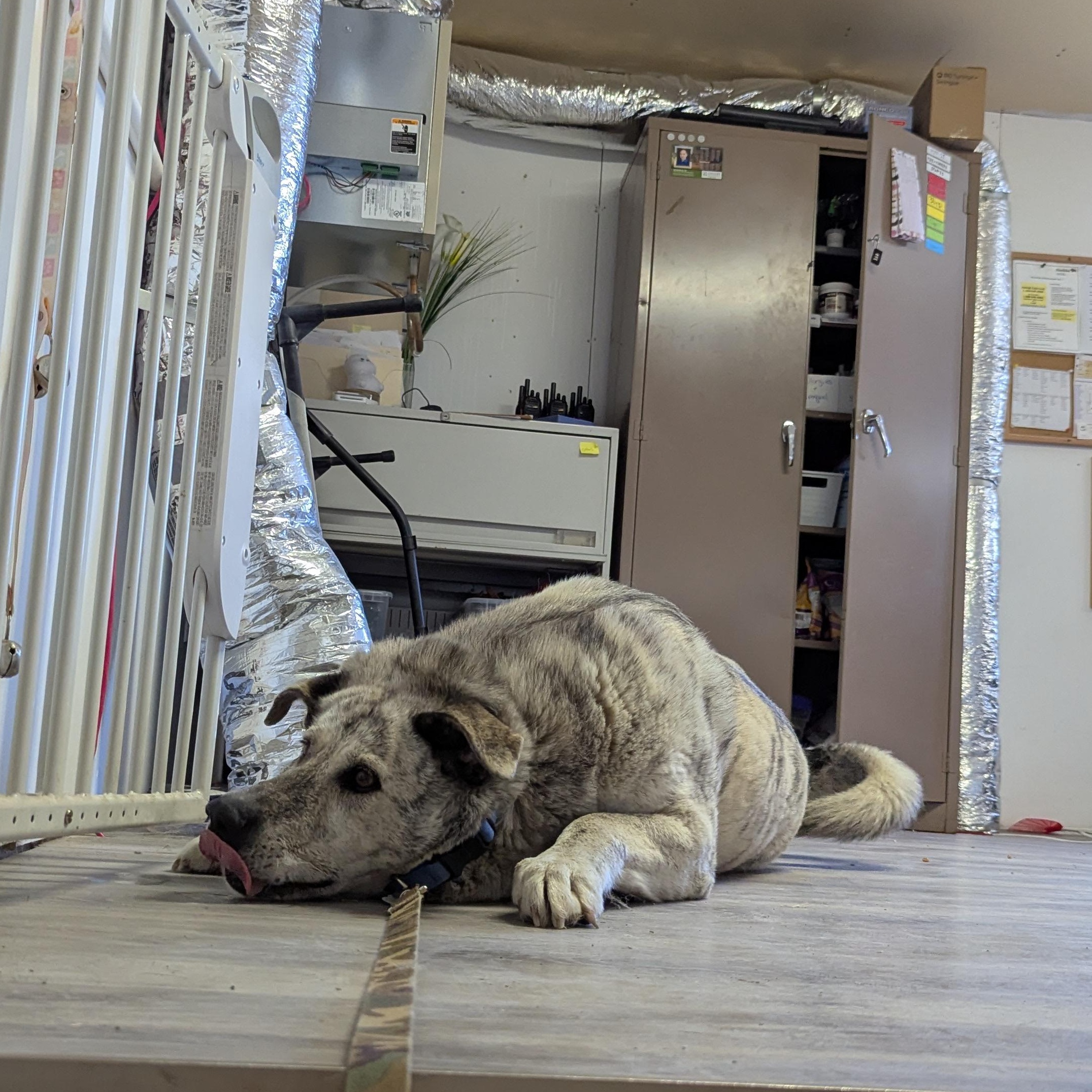 Enlarge Ollie, a ADOPTABLE Mixed Breed in Morden, MB image 2/6