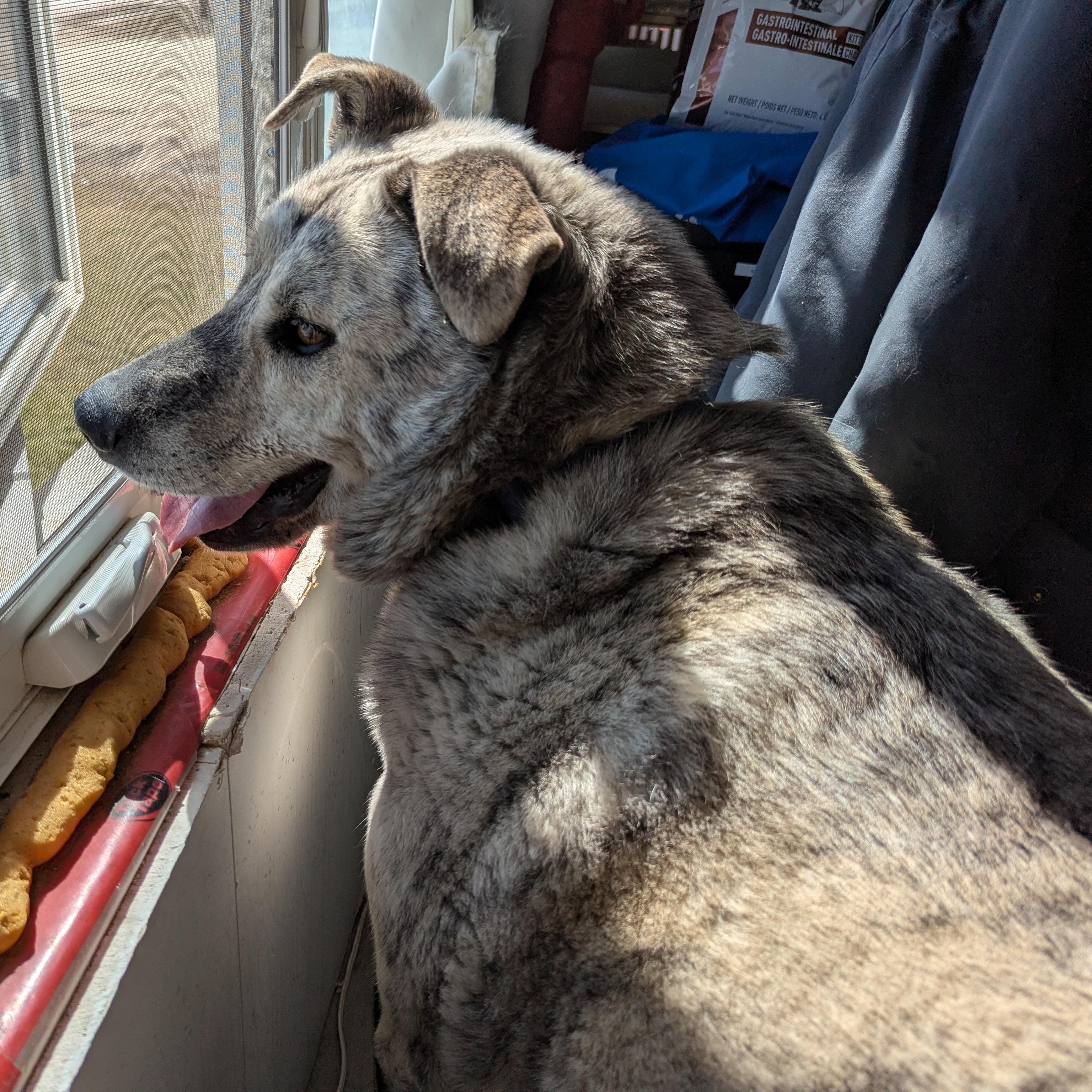 Enlarge Ollie, a ADOPTABLE Mixed Breed in Morden, MB image 3/6