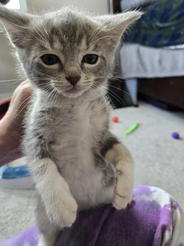 Enlarge Nola, a Adoptable mixed breed in Union Grove, WI image 1/2