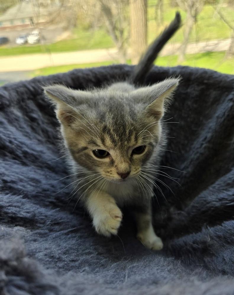 Enlarge Nola, a Adoptable mixed breed in Union Grove, WI image 2/2