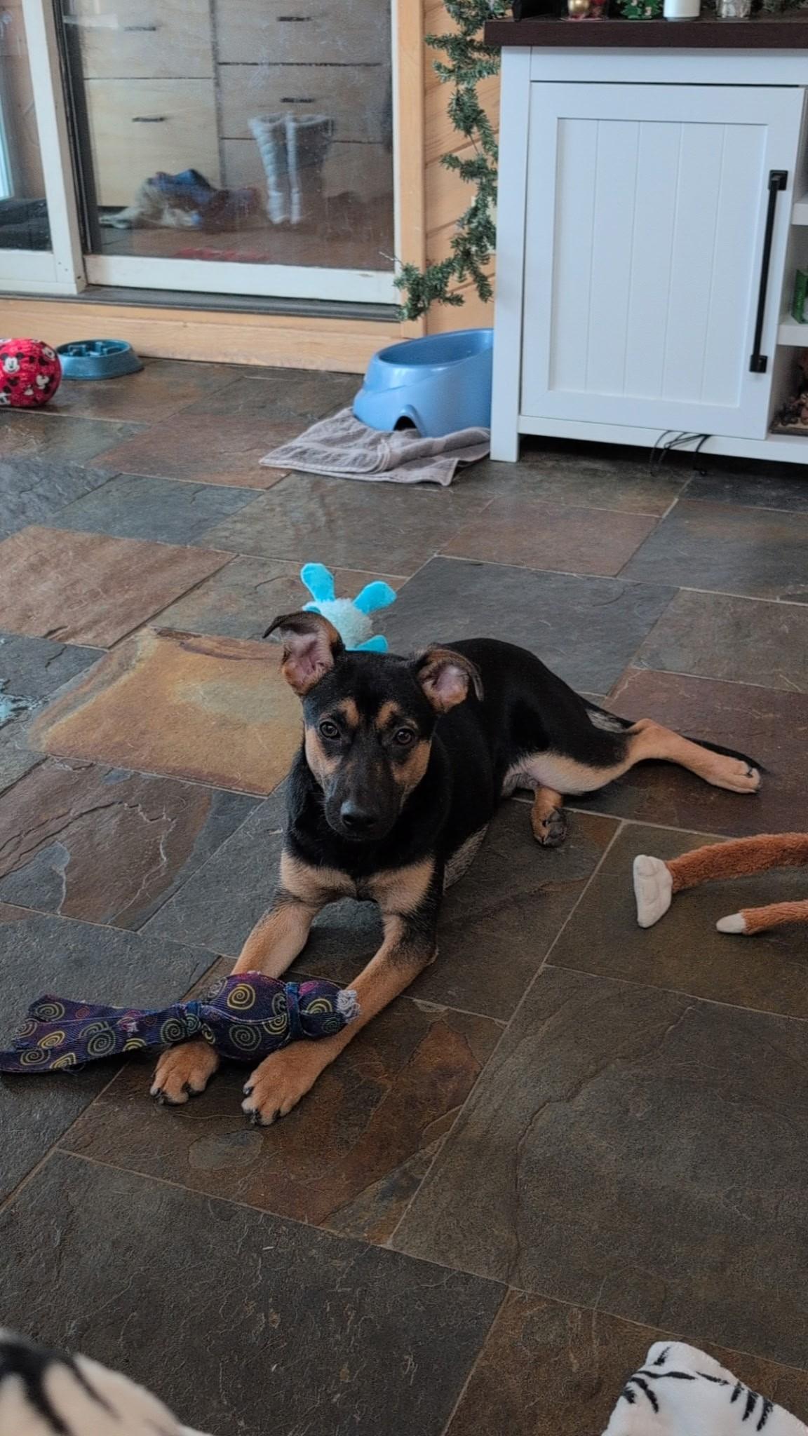 Jake, ADOPTABLE, Young Male Hound & Shepherd.