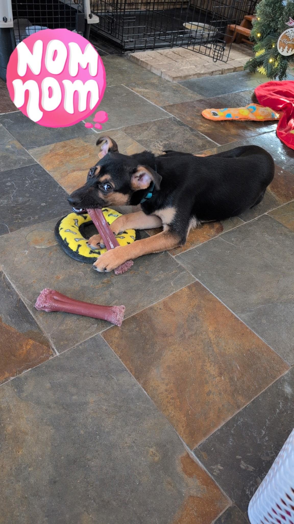 Enlarge Jake, a ADOPTABLE mixed breed in Phoenix, NY image 2/3