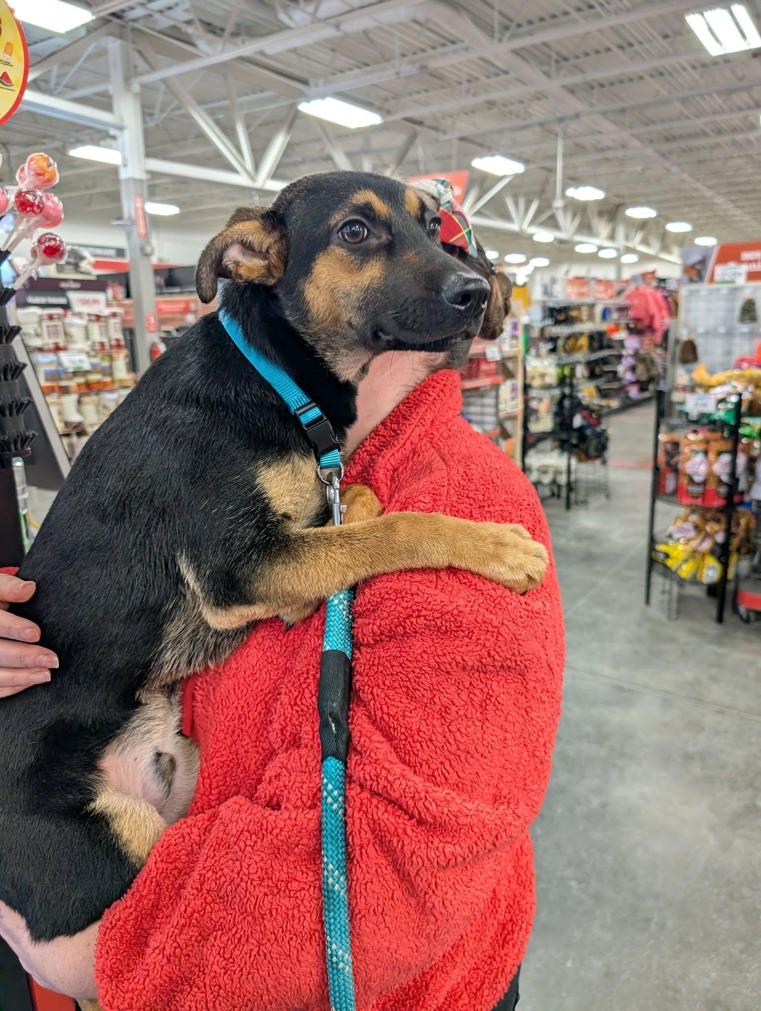 Enlarge Jake, a ADOPTABLE mixed breed in Phoenix, NY image 3/3