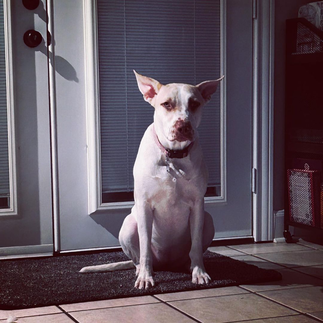 Kyra, Adoptable, Young Female Terrier & Great Dane.