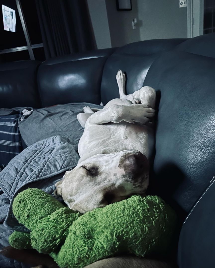 Enlarge Kyra, a Adoptable mixed breed in Houston, TX image 2/10