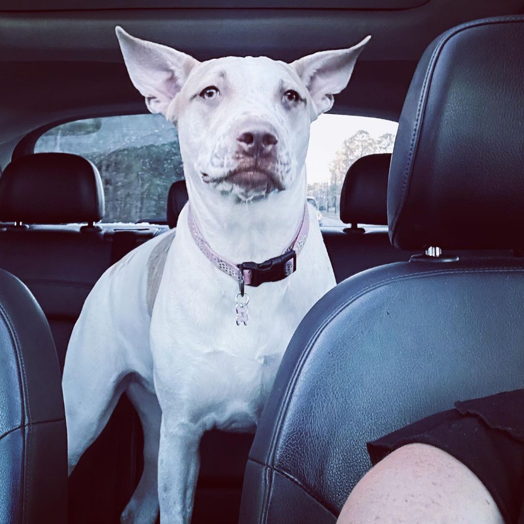 Enlarge Kyra, a Adoptable mixed breed in Houston, TX image 3/10