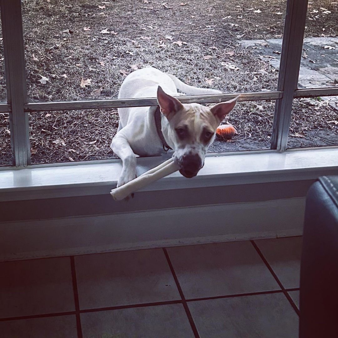 Enlarge Kyra, a Adoptable mixed breed in Houston, TX image 4/10