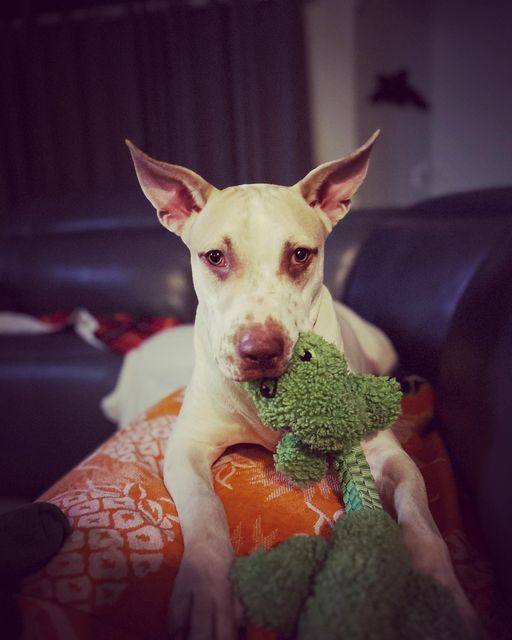 Enlarge Kyra, a Adoptable mixed breed in Houston, TX image 5/10