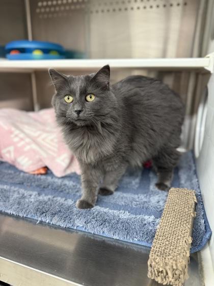 Enlarge Finch, a Adoptable mixed breed in Fergus Falls, MN image 1/3