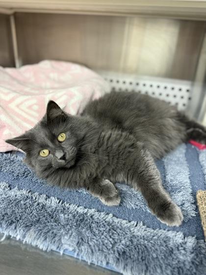 Enlarge Finch, a Adoptable mixed breed in Fergus Falls, MN image 1/3