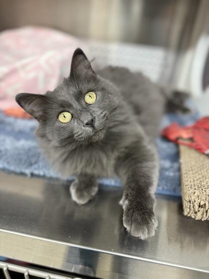 Enlarge Finch, a Adoptable mixed breed in Fergus Falls, MN image 3/3