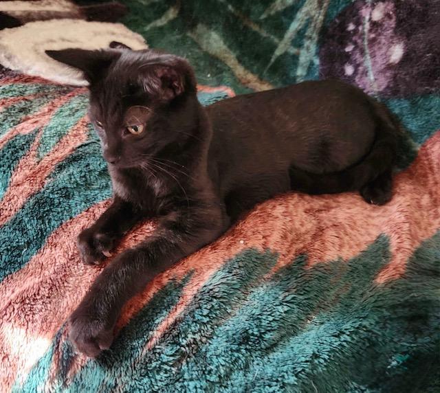 Enlarge Boog, a Adoptable Domestic Short Hair in Great Falls, MT image 1/1