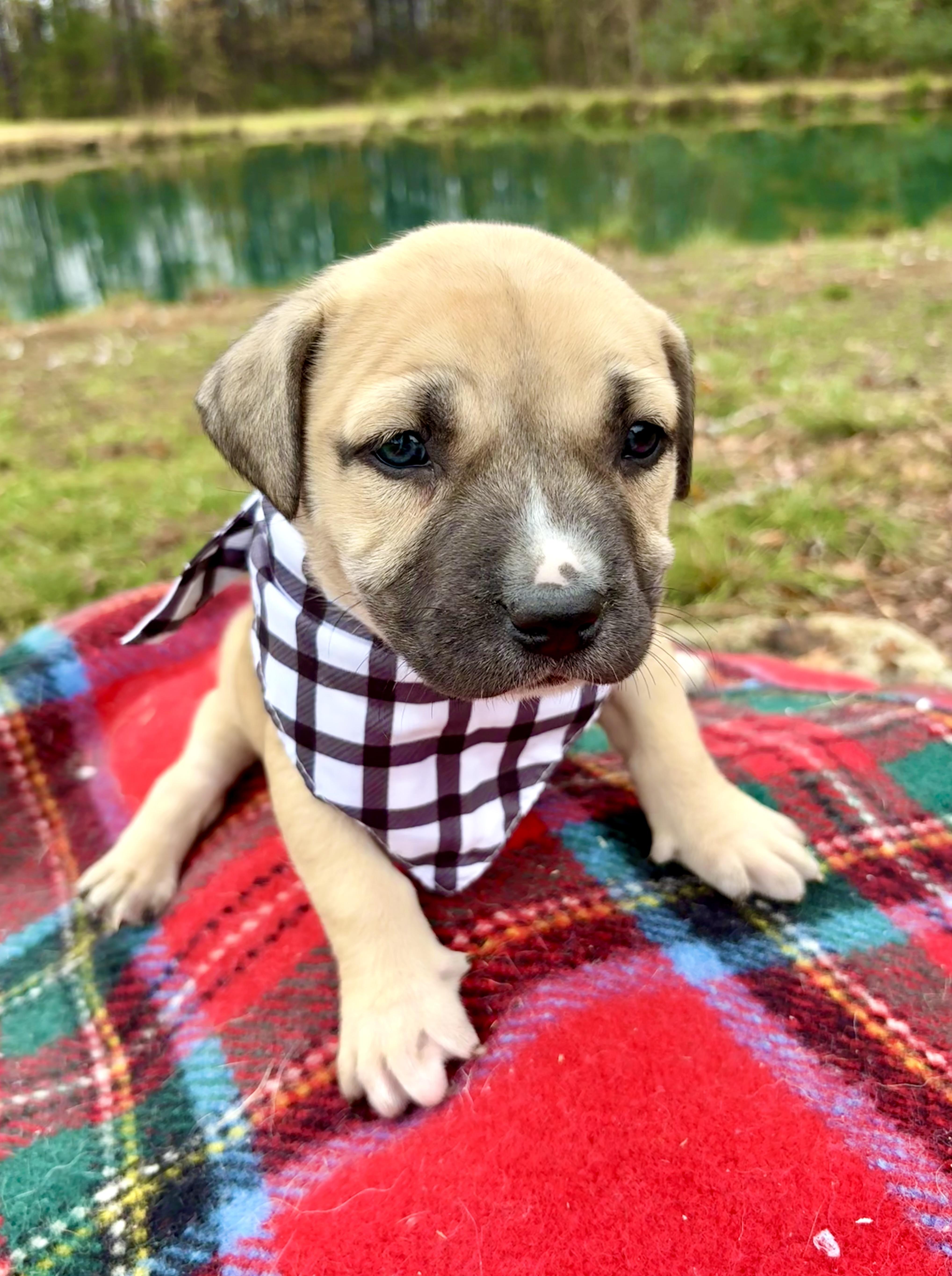 Babette, Adoptable, Puppy Female American Staffordshire Terrier & Pit Bull Terrier.