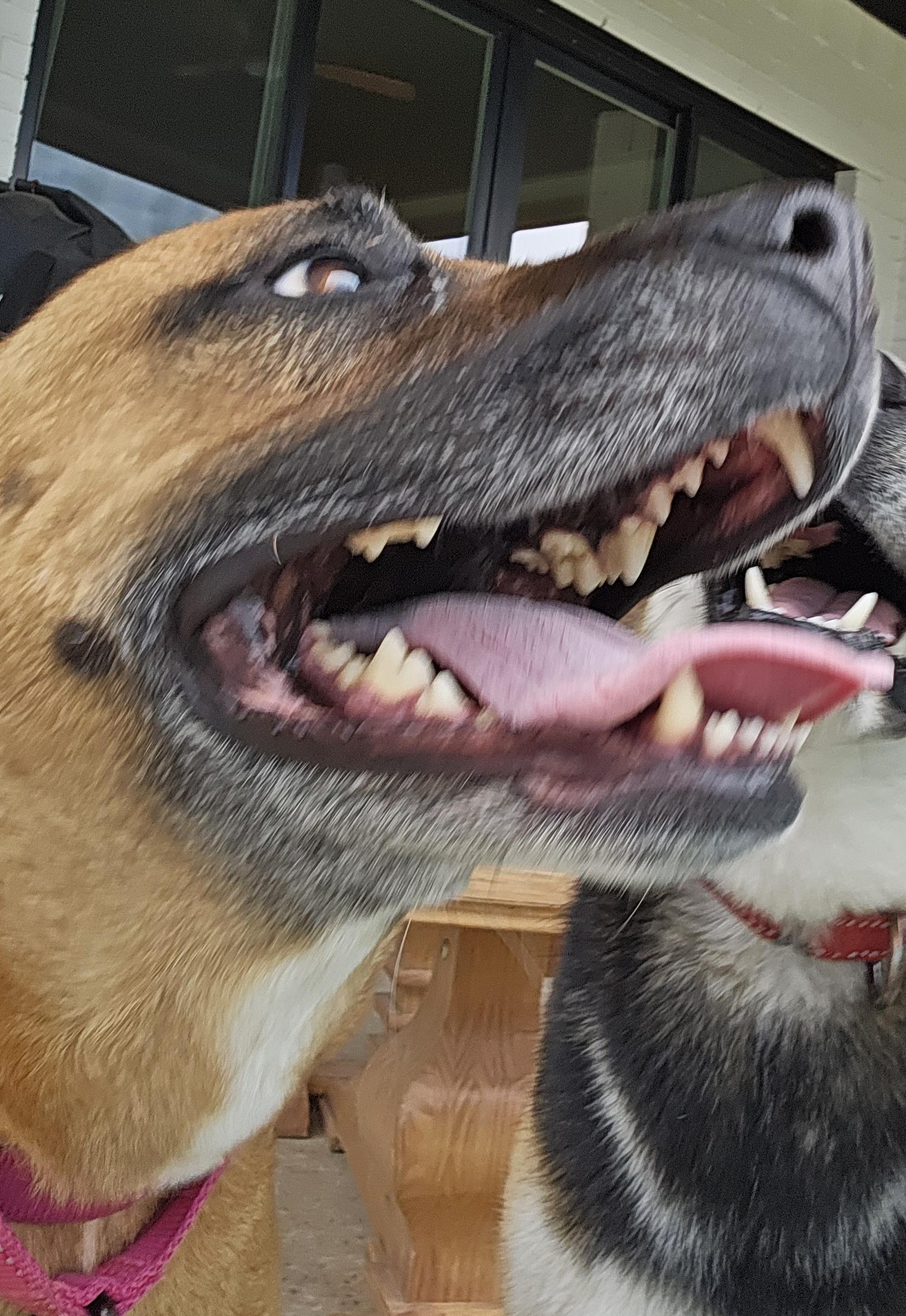 Louise (LuLu), a Adoptable Black Mouth Cur in WAXAHACHIE, TX image 3/6