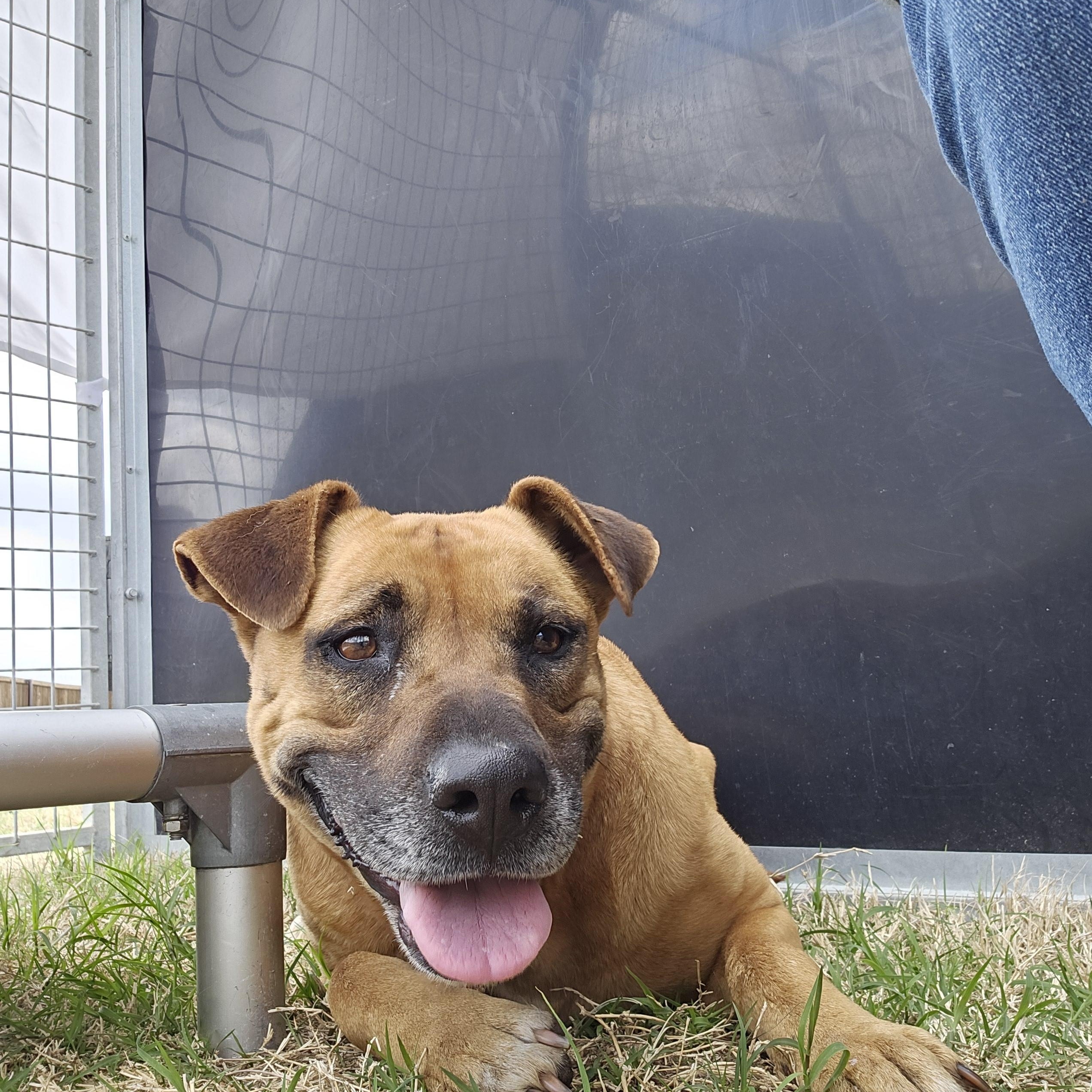 Louise (LuLu), a Adoptable Black Mouth Cur in WAXAHACHIE, TX image 4/6
