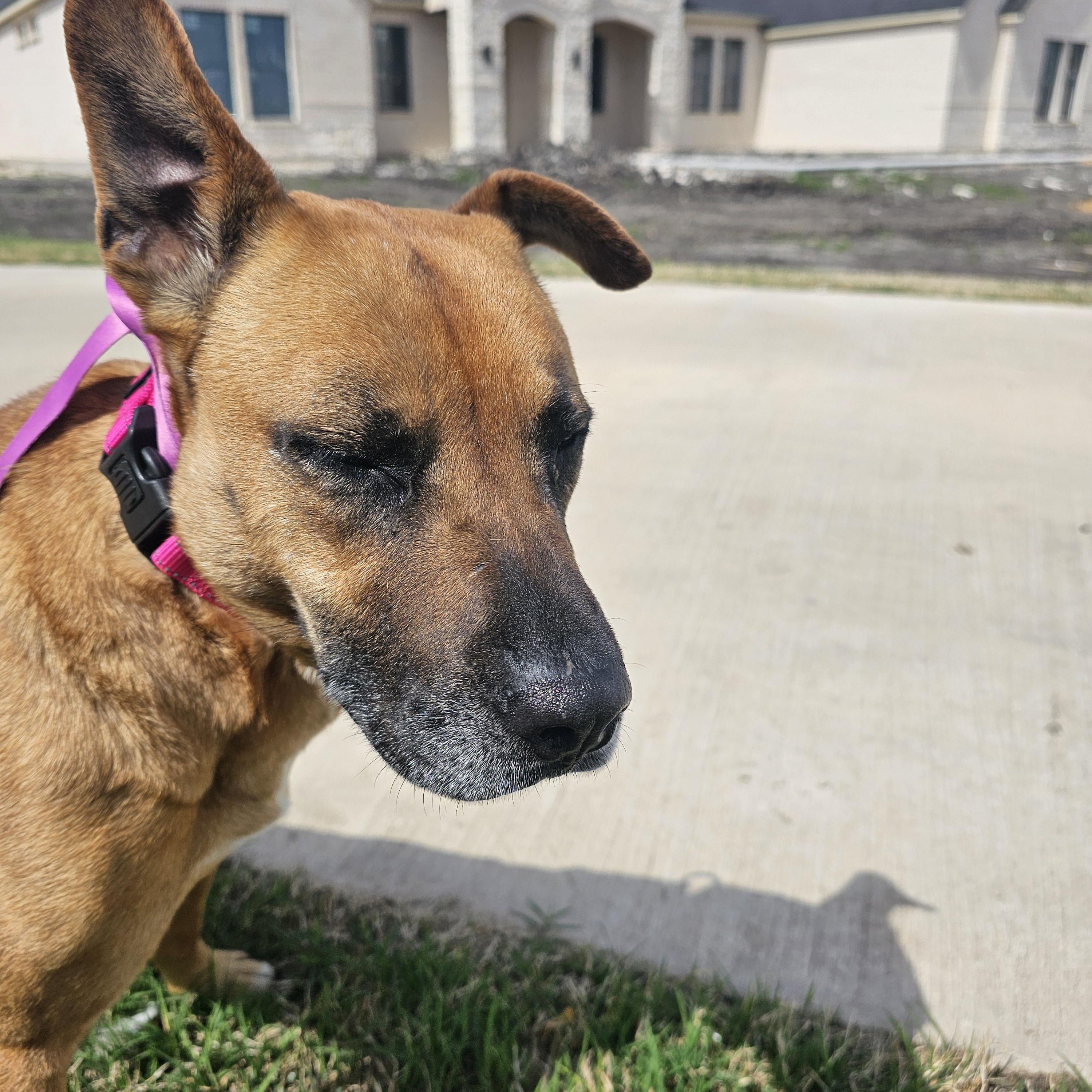 Louise (LuLu), a Adoptable Black Mouth Cur in WAXAHACHIE, TX image 6/6