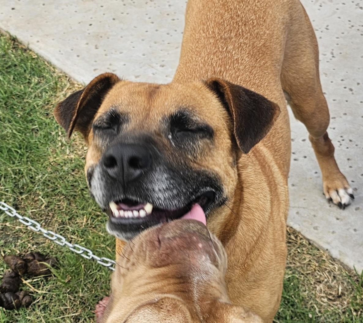 Louise (LuLu), a Adoptable Black Mouth Cur in WAXAHACHIE, TX image 2/6