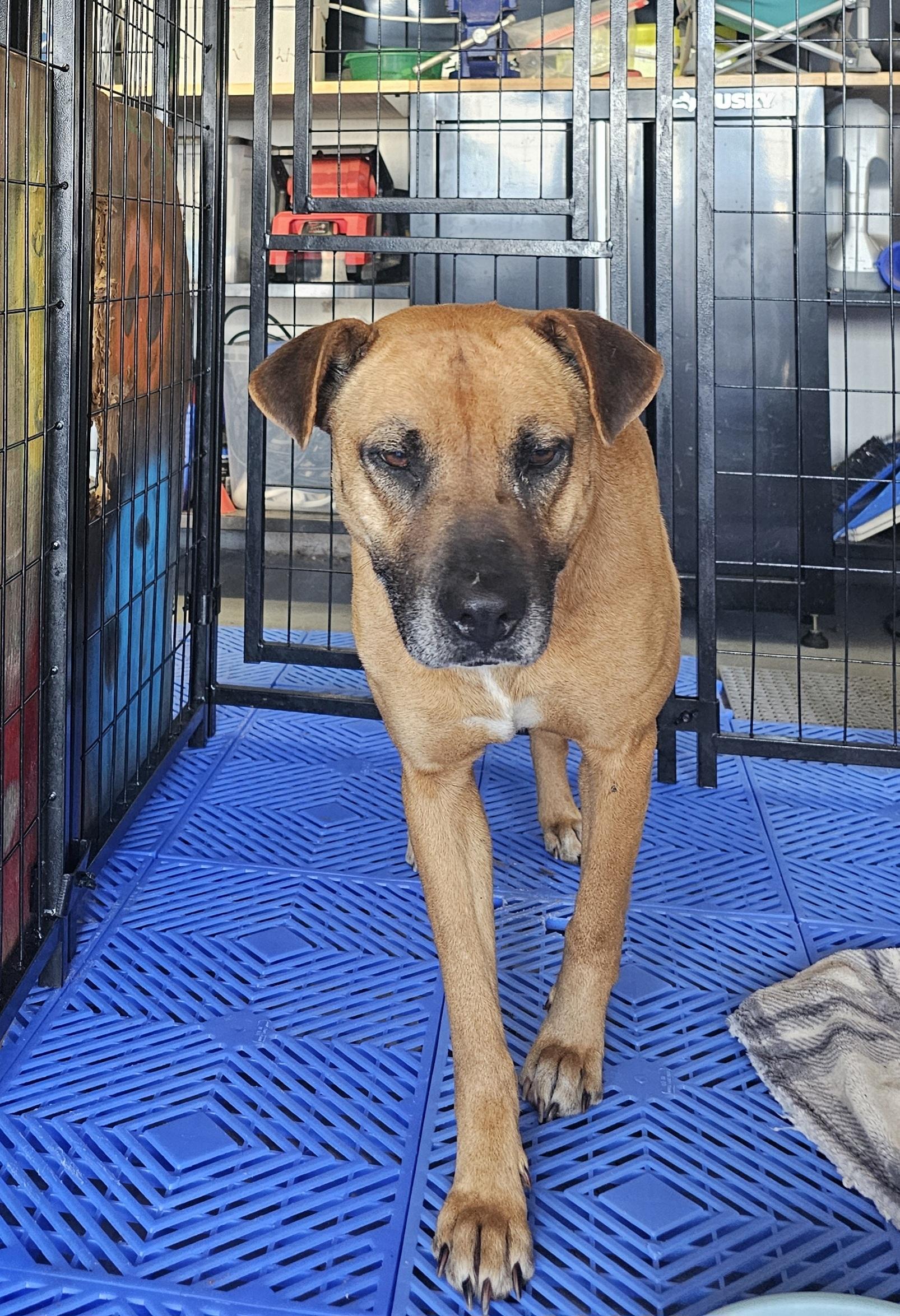 Louise (LuLu), a Adoptable Black Mouth Cur in WAXAHACHIE, TX image 5/6