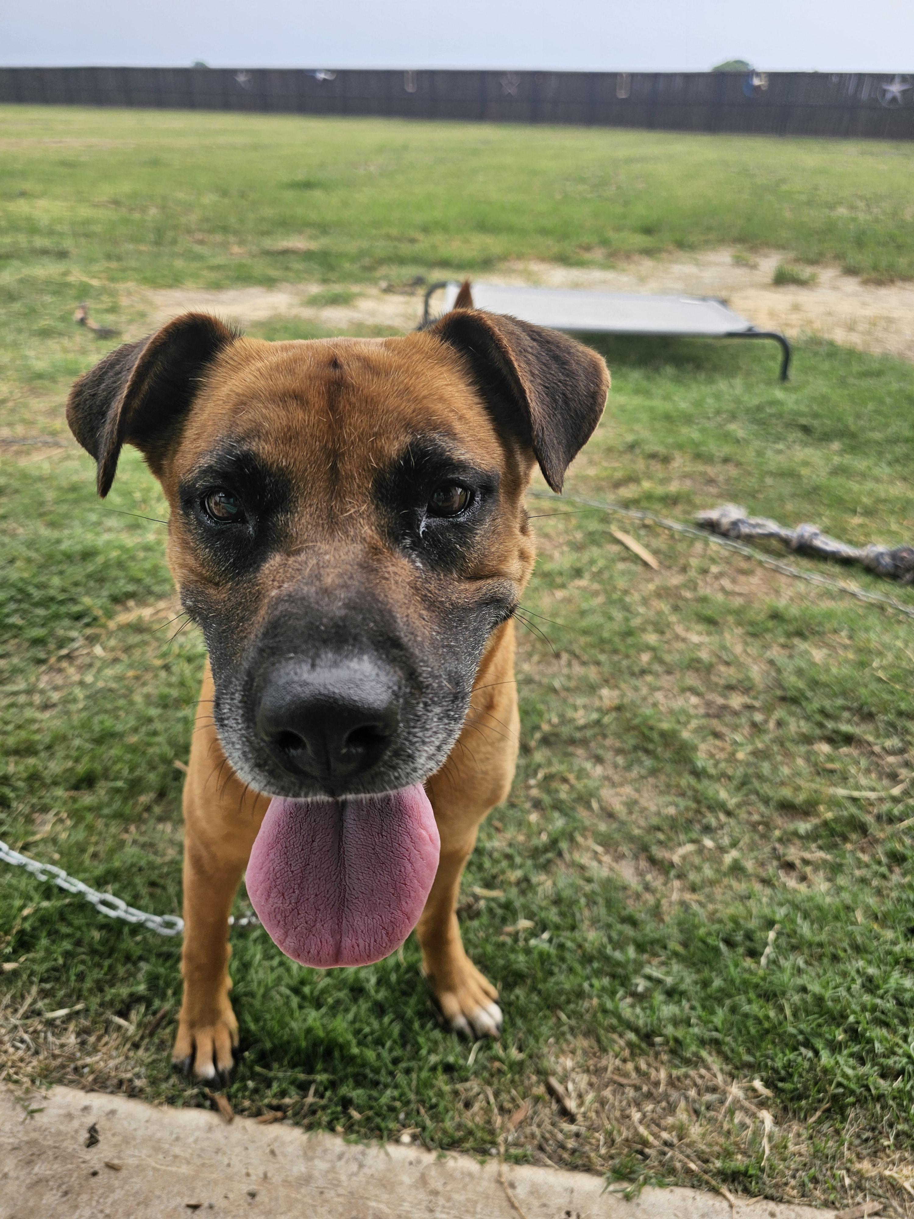 Louise (LuLu), Adoptable, Young Female Black Mouth Cur.