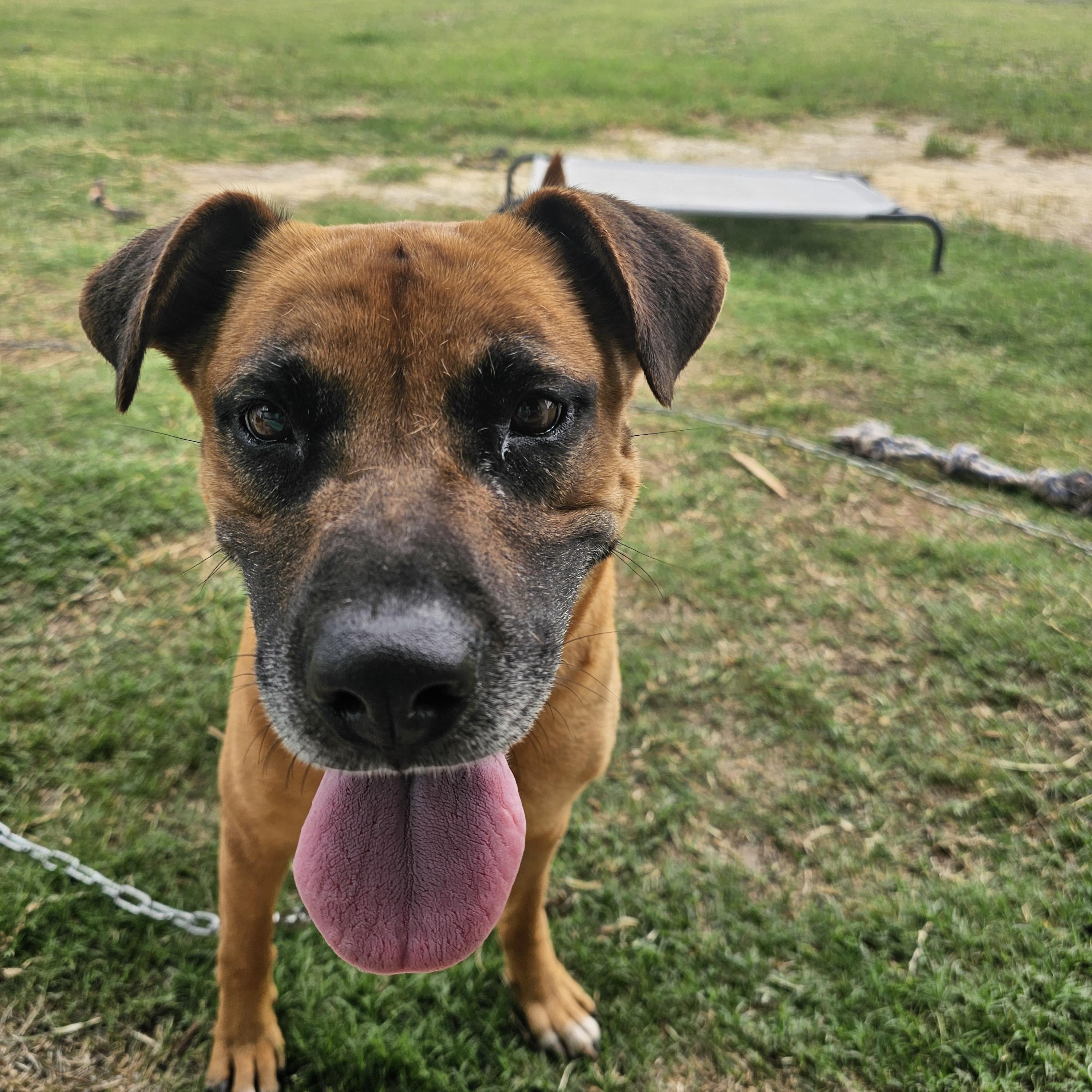Enlarge Louise (LuLu), a Adoptable Black Mouth Cur in WAXAHACHIE, TX image 1/6