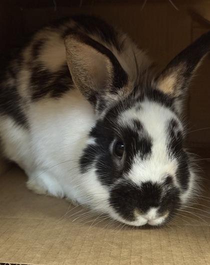 Enlarge Holstein, a Adoptable Lionhead in Roseville, CA image 1/1