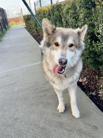 STORM, Adoptable, Adult Male Siberian Husky.