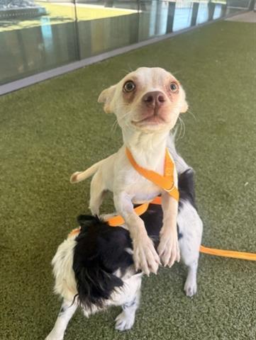 OLLIE, Adoptable, Young Male Chihuahua & Mixed Breed.