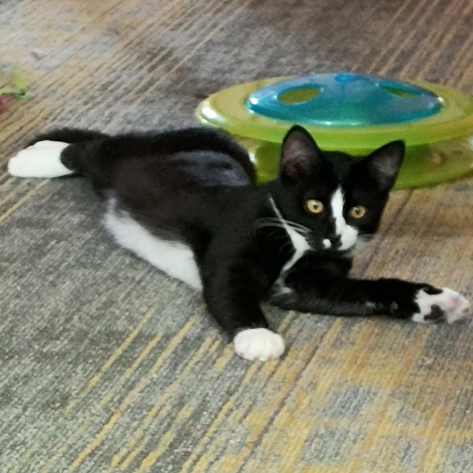 Enlarge Joanie, a Adoptable Tuxedo in Oswego, NY image 3/5