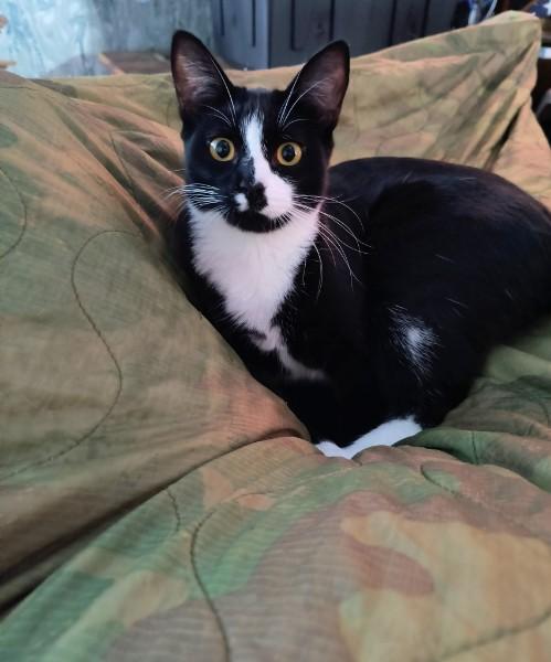 Enlarge Joanie, a Adoptable Tuxedo in Oswego, NY image 1/4