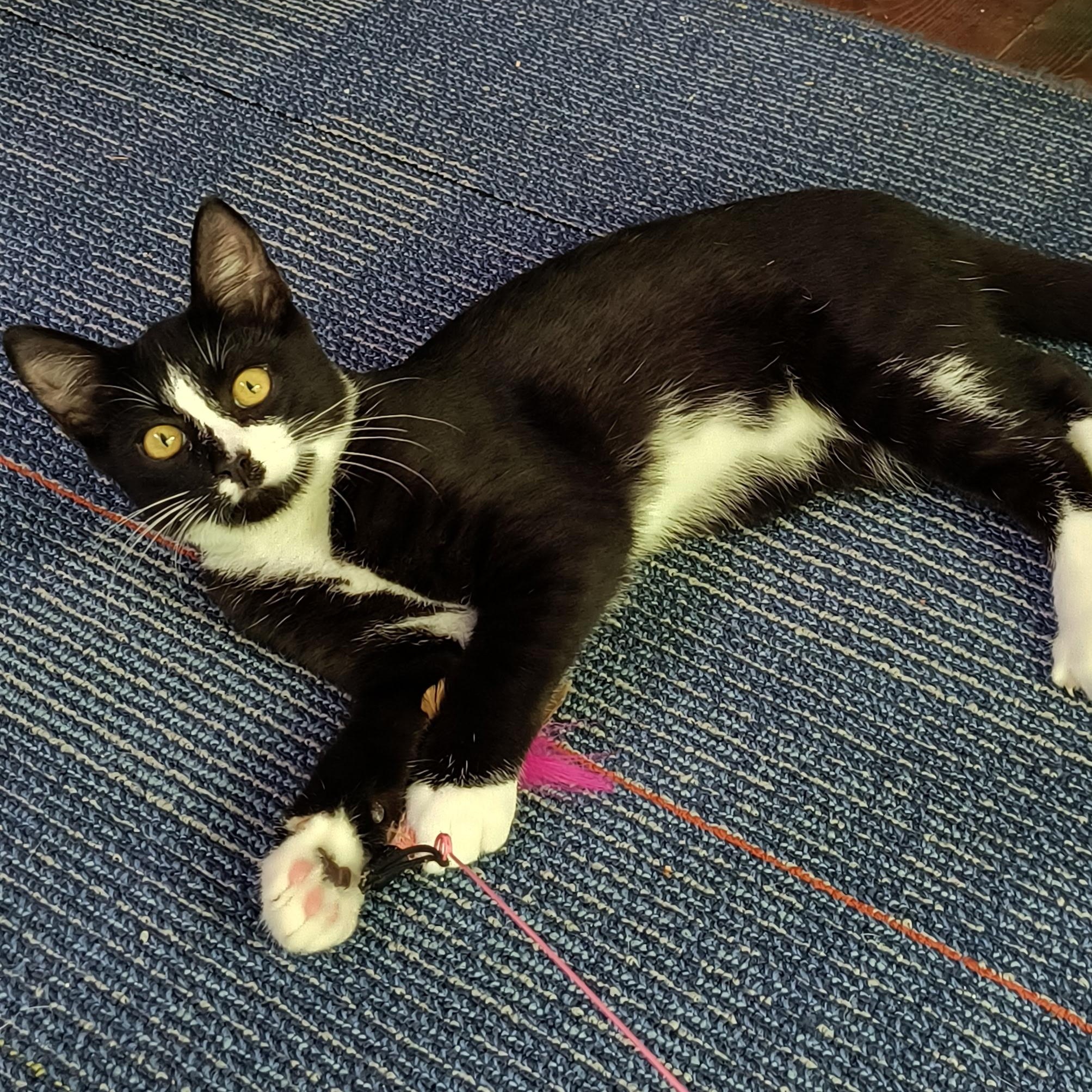 Enlarge Joanie, a Adoptable Tuxedo in Oswego, NY image 2/5
