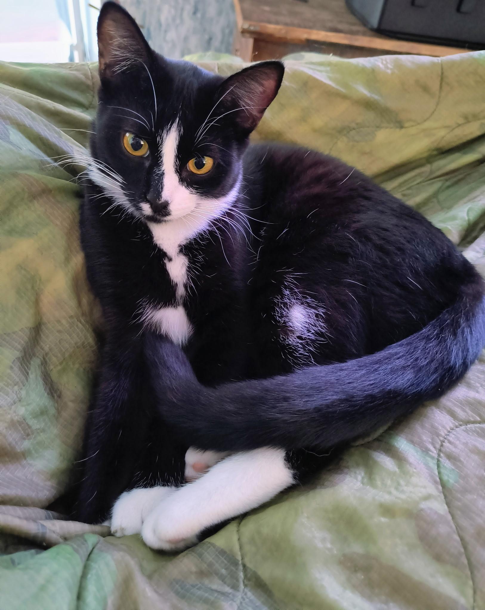 Joanie, Adoptable, Young Female Tuxedo.