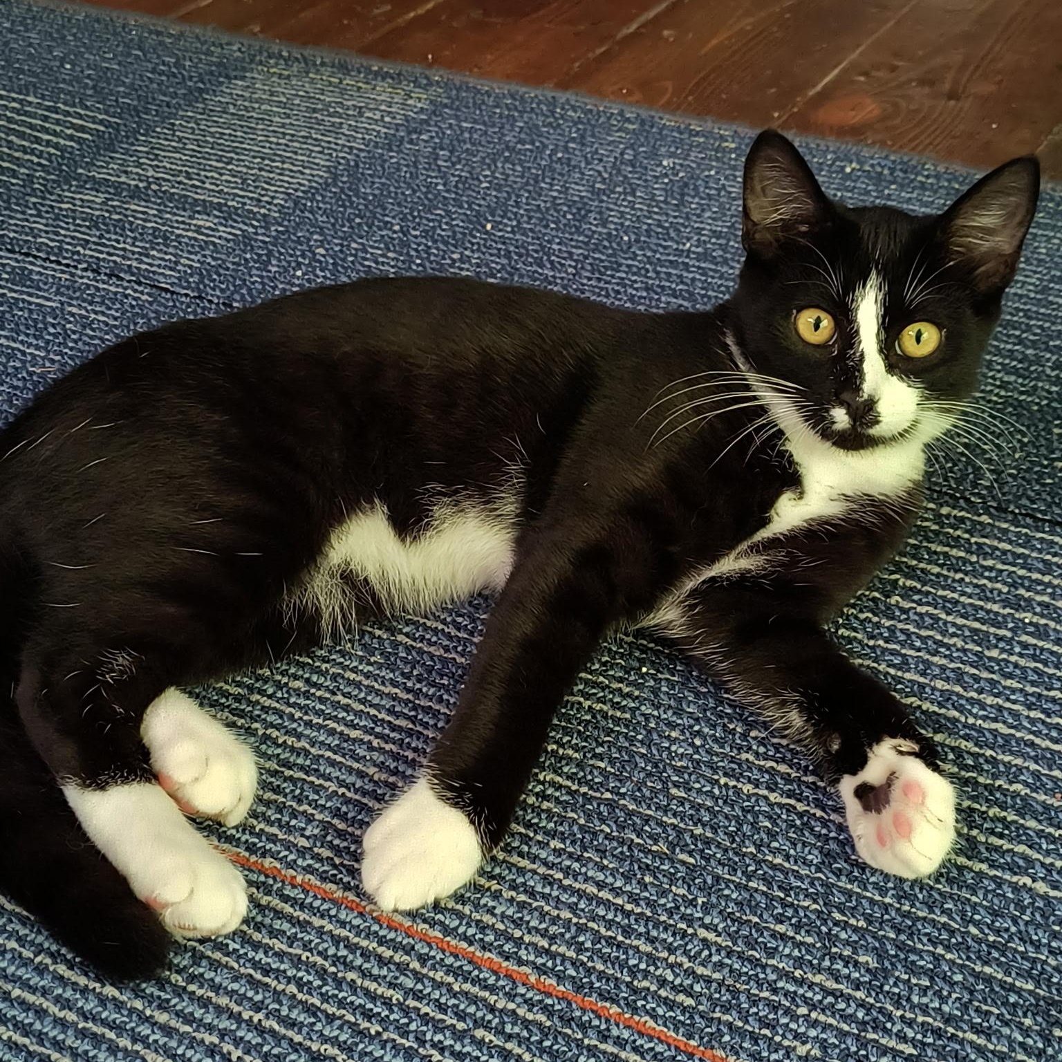 Enlarge Joanie, a Adoptable Tuxedo in Oswego, NY image 5/5