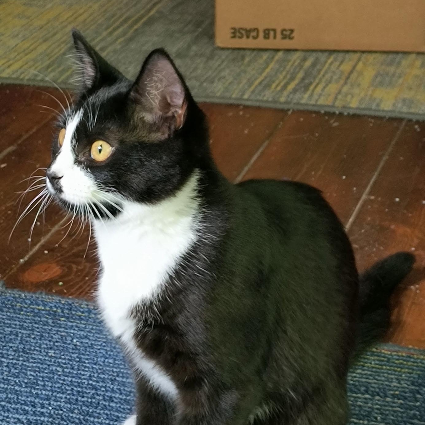 Enlarge Joanie, a Adoptable Tuxedo in Oswego, NY image 4/5