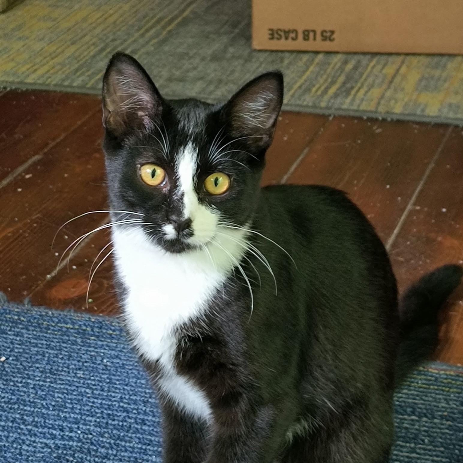 Enlarge Joanie, a Adoptable Tuxedo in Oswego, NY image 1/5